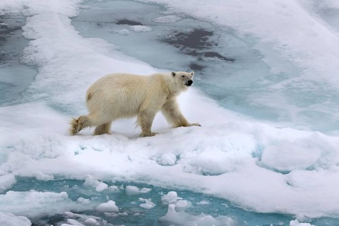 Polar bear