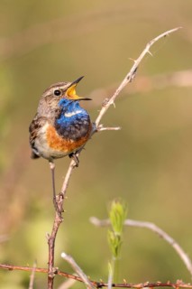 Bluethroat