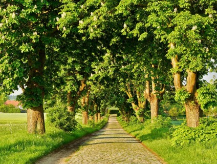 Tree-lined road