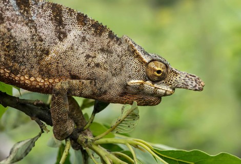Chameleon