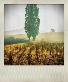 Polaroid effect of trees in countryside