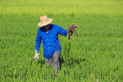 Weeding the rice fields