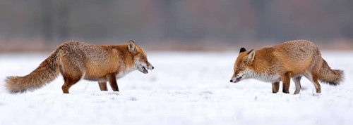 Two Red foxes