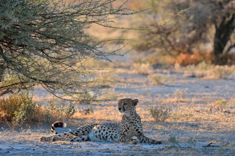 Cheetah