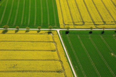 Rape fields on the city boundary between Warstein-Belecke and Anrochte-Erwitte