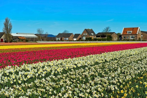 Cultivation of daffodils and tulips