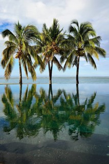 Palms