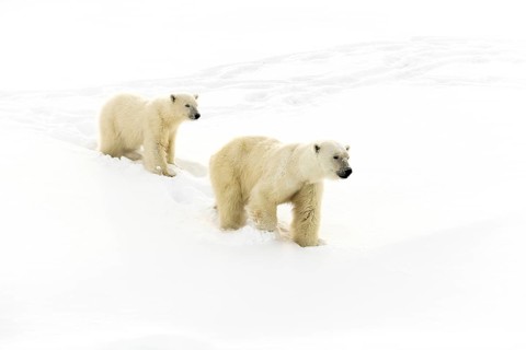Polar bears