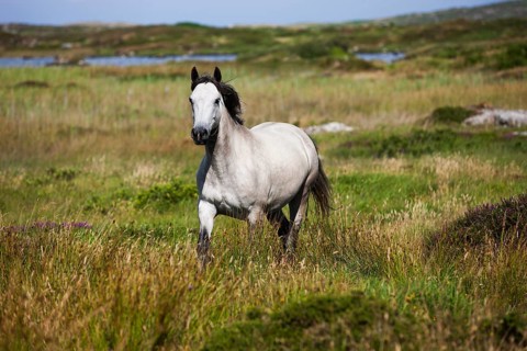 Connemara pony trots in moorland