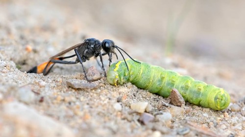 Common Sand Wasp