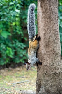 Guayaquil squirrel