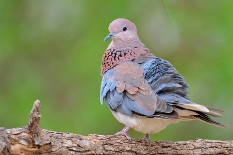 Laughing dove