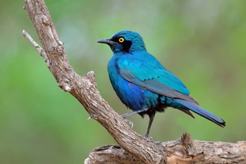 Greater blue-eared starling