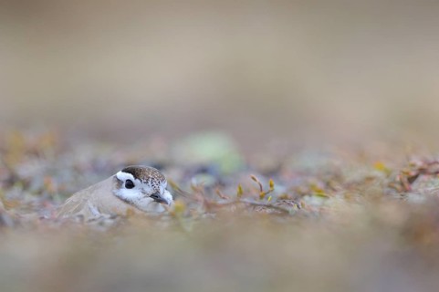 Eurasian dotterel