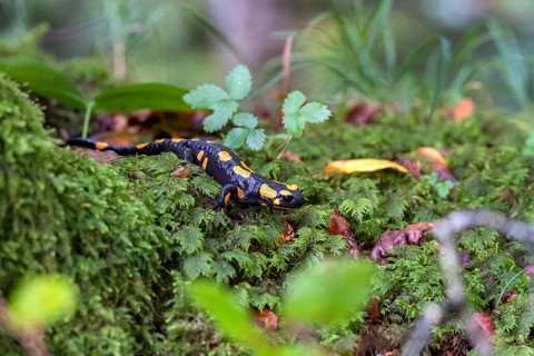 Fire salamander