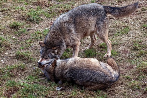 Two fighting wolves
