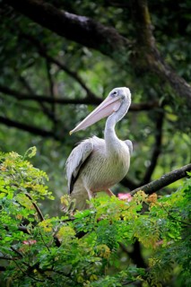 Spot-Billed Pelican