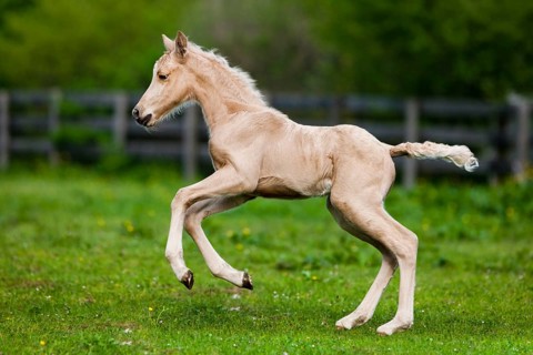 Palomino Morgan horse foal galloping