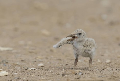 Black skimmer
