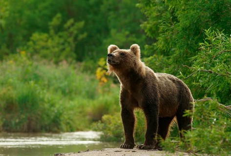 Brown bear