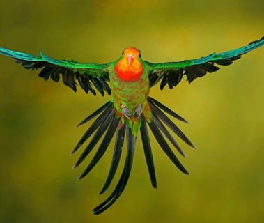 Superb parrot