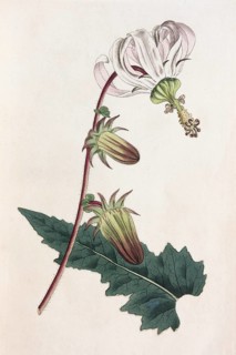 Rough-leaved michauxia