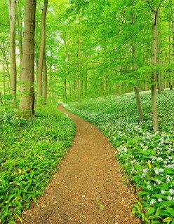 Hiking trail winding through natural beech forest