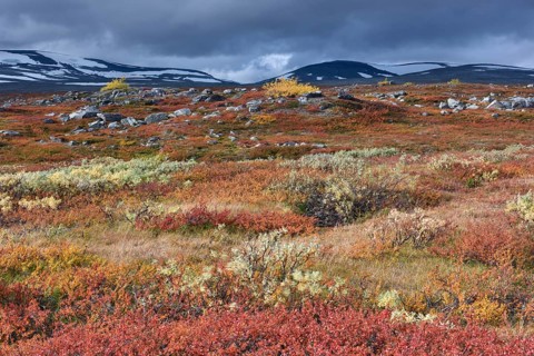 Colourful autumn landscape on the Saltfjellet