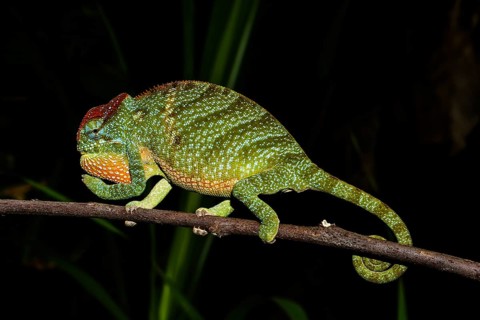 Male two-horned chameleon
