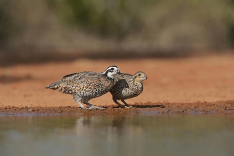 Northern Bobwhites