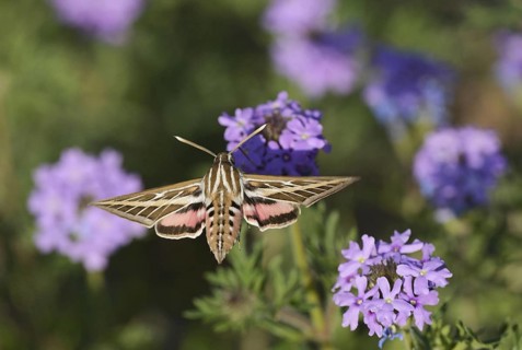 White-lined Sphinx