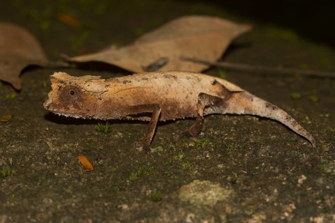 Plated leaf chameleon