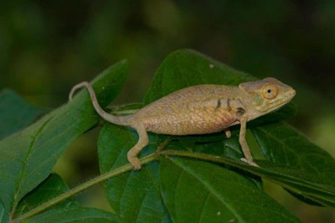 Panther chameleon