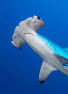 Scalloped hammerhead shark
