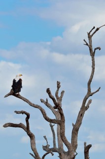 African fish eagle