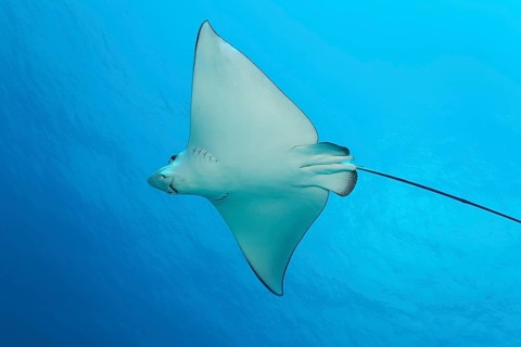 Spotted eagle ray