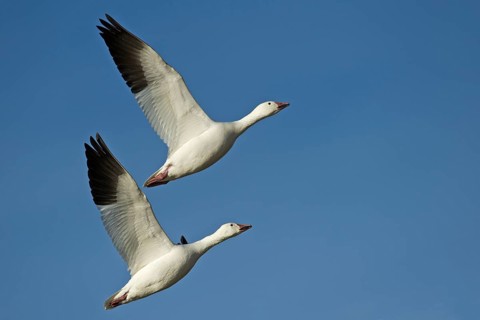 Two snow geese