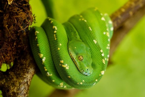 Green Tree Python