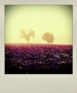Polaroid effect of trees in countryside