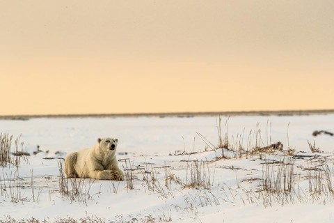 Polar bear