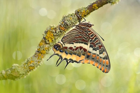 Two-tailed Pasha