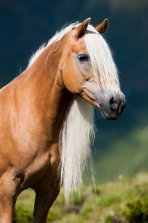 Haflinger with long mane on the alp