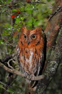 Madagascar long-eared owl