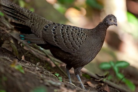 Burmese or grey peacock-pheasant
