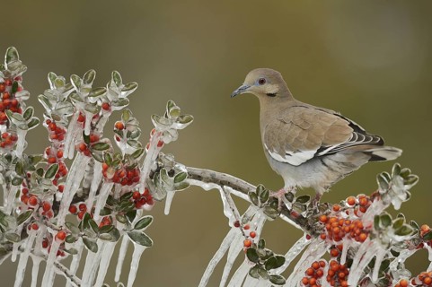 White-winged Dove