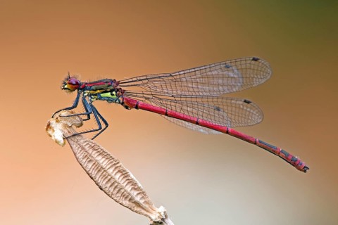 Large red damselfy