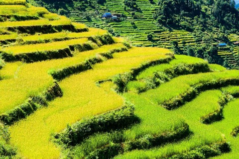 Agricultural landscape