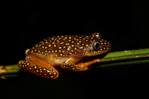 Whitebelly Reed Frog