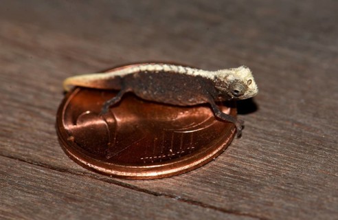 Male dwarf chameleon
