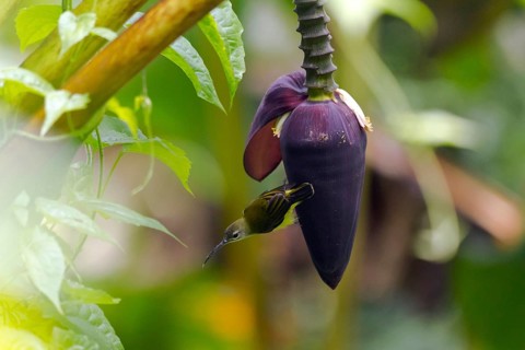 Little spiderhunter